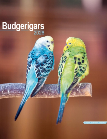 Budgerigars Luxury 2025 2026 Calendar